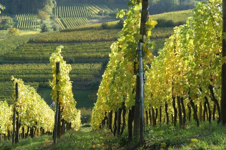 Magnifique Gite Le Clos Des Pierres Route Des Vins D'Alsace Beblenheim Exterior foto
